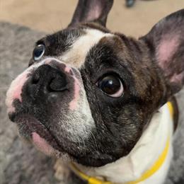 Male French Bulldog Stud Service Available in Houston, tx
