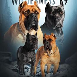 Cane Corso Puppies Available in Tennessee in Spring City, tn