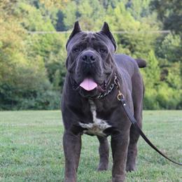 Cane Corso Puppies Available in Tennessee in Spring City, tn