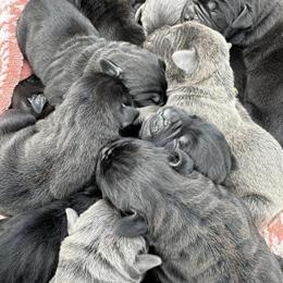 Cane Corso Puppies Available in Tennessee in Spring City, tn