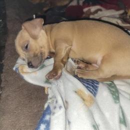 Chiweenie Puppy Available in Scottsburg, in