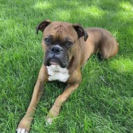 Boxer Stud Available in Southern Minnesota in Albert Lea, mn