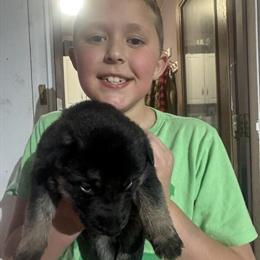 German Shepherd Puppies Ready for Christmas in Hemlock, mi