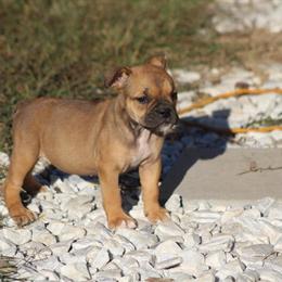Olde English Bulldog Puppies Available for Adoption in Rock Hill, sc