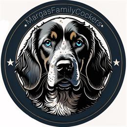 Premium AKC Registered American Cocker Spaniel Stud Service in Indian Trail, nc