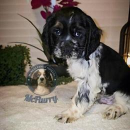 American Cocker Spaniel Puppies Ready for Forever Homes in Indian Trail, nc