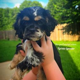 Cocker Spaniel Puppy Ready for Loving Home in Indian Trail, nc