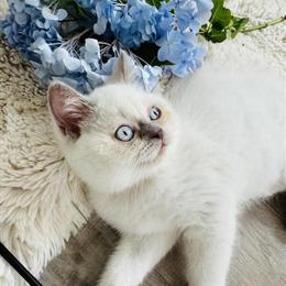 Scottish Straight Female Kittens Looking for Loving Homes in Charlottesville, va