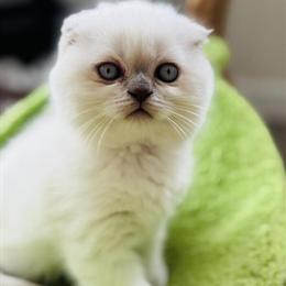 Scottish Fold Kitten Looking for a Loving Home in Charlottesville, va