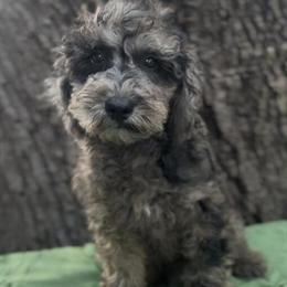 Miniature Schnoodles Available in Hamilton, tx
