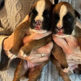 Boxer Puppies from Top Imported Bloodlines in Minnesota in Bemidji, mn