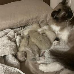 Ragdoll Kittens Ready for Adoption in Raleigh, nc