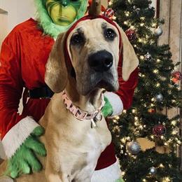 AKC Great Dane Puppies with Health Guarantee and Family Raised in Garrettsville, oh