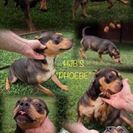 American Bully - 4 Months Old Male Available in Akron, oh