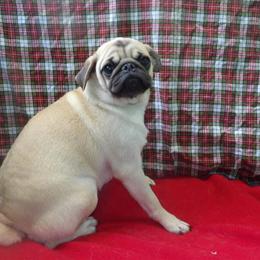 Meet Bubbles the Pug - Kid-Friendly and Full of Personality! in Paterson, nj
