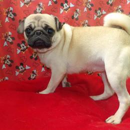 Meet Athena the Pug - Playful and Kid-Friendly Companion in Paterson, nj