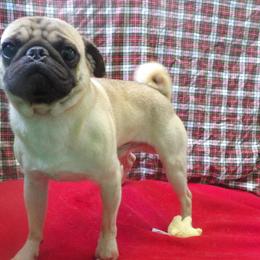 Meet Jayson the Pug - Available Now! in Paterson, nj