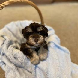 Mini Schnauzer Puppies Available Now in Phoenix, az