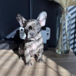 Exotic French Bulldog Puppy Available in Grand Rapids, mi