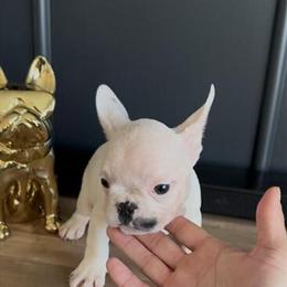 French Bulldog Puppies Available for Rehoming in Grand Rapids, mi