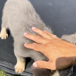 Fluffy French Bulldog Puppy - Bronco Ready for His New Home in Grand Rapids, mi