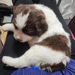 Springer Spaniel Male Puppy Available in Athens, ga