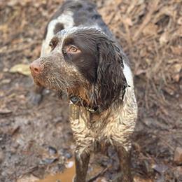 English Springer Spaniel Puppies Ready in 6 Weeks in Athens, ga