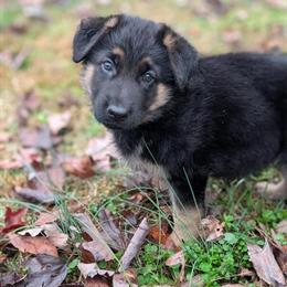 German Shepherd Female Puppy Available in Benson, nc