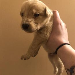 Huskydoodle Puppies Ready for New Homes This Christmas in Russell Springs, ky