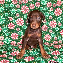 Red Male American Bulldog Puppy Ready for Adoption in Louisville, ky