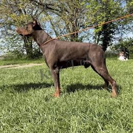 Full European Stud Available for Approved Females in Louisville, ky
