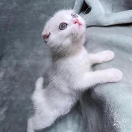Scottish Fold Kittens for Adoption in New York, ny