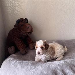 Mini Doodle Puppy Available in San Diego, ca