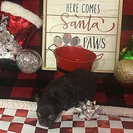 Chihuahua Puppy Available - Long Hair, Healthy, Ready for New Home in Red Springs, nc