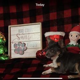 CKC Registered Long Hair Chihuahua Puppies for Sale in Red Springs, nc