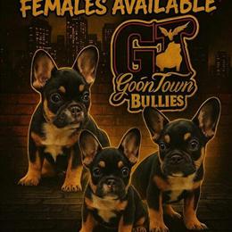 Two Female Fluffy Bulldog Carriers for Co-Ownership in Newark, nj