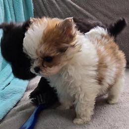 PomPoo Puppies Ready for New Homes in Fremont, mi