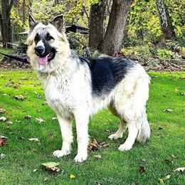 German Shepherds from Selah - Long Hair, AKC Registered in Frederick, md