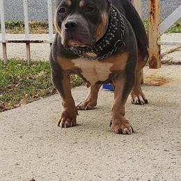 American Bully Female for Sale - 4 Years Old, ABKC Registered in East Orange, nj
