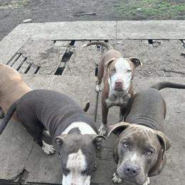 American Bully Pups Looking for Forever Homes in Chicago, il