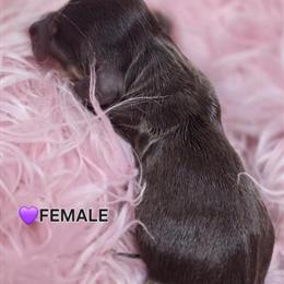 Dachshund Female Chocolate - Sold in Lynchburg, va