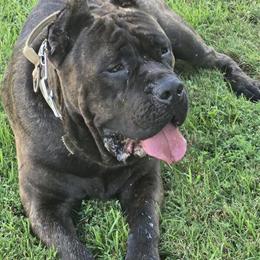Cane Corso Stud Service Available in Raleigh, nc