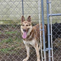 Liver German Shepherd Female, 2 Years Old in Shelby, nc