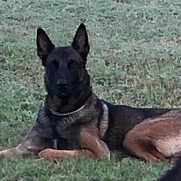 Belgian Malinois Puppies - Dark and Trained in Charlotte, nc