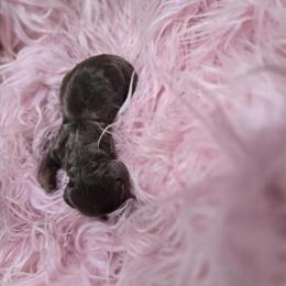 Dachshund Female Chocolate - Sold in Lynchburg, va