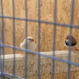 Zebra Finches for Sale at $20 Each in Philadelphia, pa