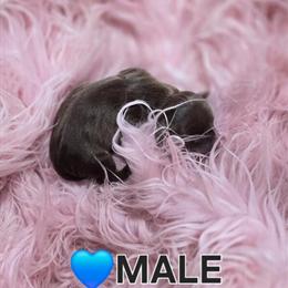 Miniature Dachshund Male - Chocolate Smooth Coat in Lynchburg, va