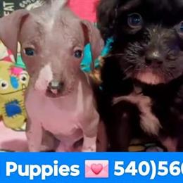 Chihuahua Puppies Ready Now in Harrisonburg, va