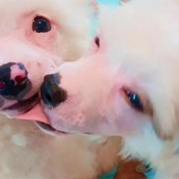 Chinese Crested Puppies Ready Now in Harrisonburg, va