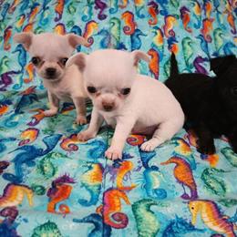 Chihuahua Puppies - Tiny Apple Head in Harrisonburg, va